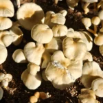 A close up, birds eye view of an Estero, FL Panaeolus cyanescens grow. The 2 middle mushrooms have exceptionally large caps, 1 of them looks like a 4 leaf clover.