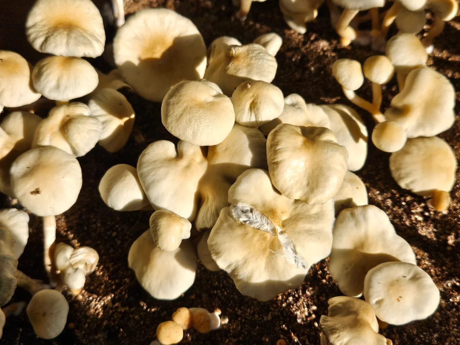A close up, birds eye view of an Estero, FL Panaeolus cyanescens grow. The 2 middle mushrooms have exceptionally large caps, 1 of them looks like a 4 leaf clover.