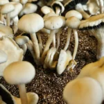 Close-up of a cluster of FL Panaeolus Cyanescens mushrooms with beige caps and slender stems thriving in a container filled with brown, soil-like substrate. Some display open caps with visible gills, another lays curled up on the substrate like a coil.