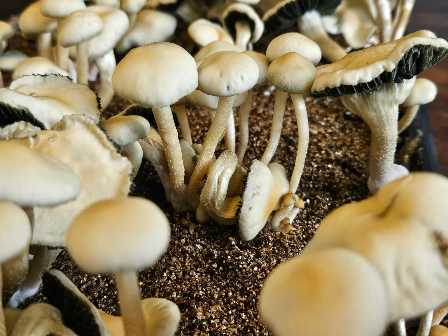 Close-up of a cluster of FL Panaeolus Cyanescens mushrooms with beige caps and slender stems thriving in a container filled with brown, soil-like substrate. Some display open caps with visible gills, another lays curled up on the substrate like a coil.