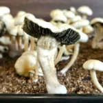 Close-up of a cluster of Estero mushrooms thriving in brown soil, their pale caps and dark gills making a striking contrast. The tall, slender stems add elegance, while the background features a hint of out-of-focus Panaeolus cyanescens, creating an enchanting mycological scene.