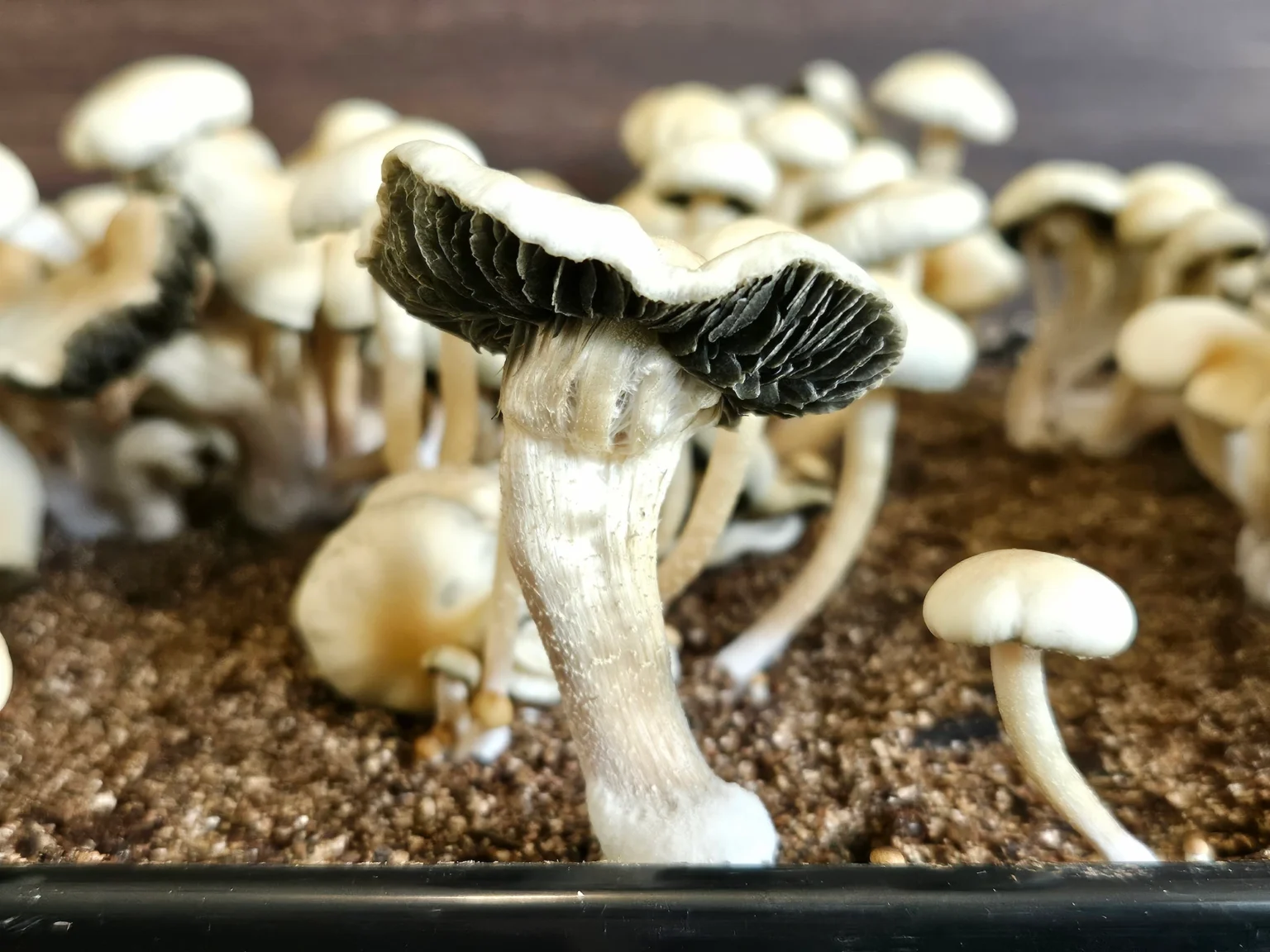 Close-up of a cluster of Estero mushrooms thriving in brown soil, their pale caps and dark gills making a striking contrast. The tall, slender stems add elegance, while the background features a hint of out-of-focus Panaeolus cyanescens, creating an enchanting mycological scene.