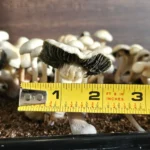 A close-up of an exceptionally large Estero, Panaeolus cyanescens mushroom. A yellow measuring tape shows the diameter is just over 1/2".