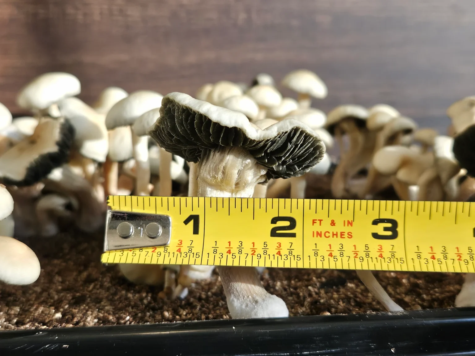 A close-up of an exceptionally large Estero, Panaeolus cyanescens mushroom. A yellow measuring tape shows the diameter is just over 1/2".