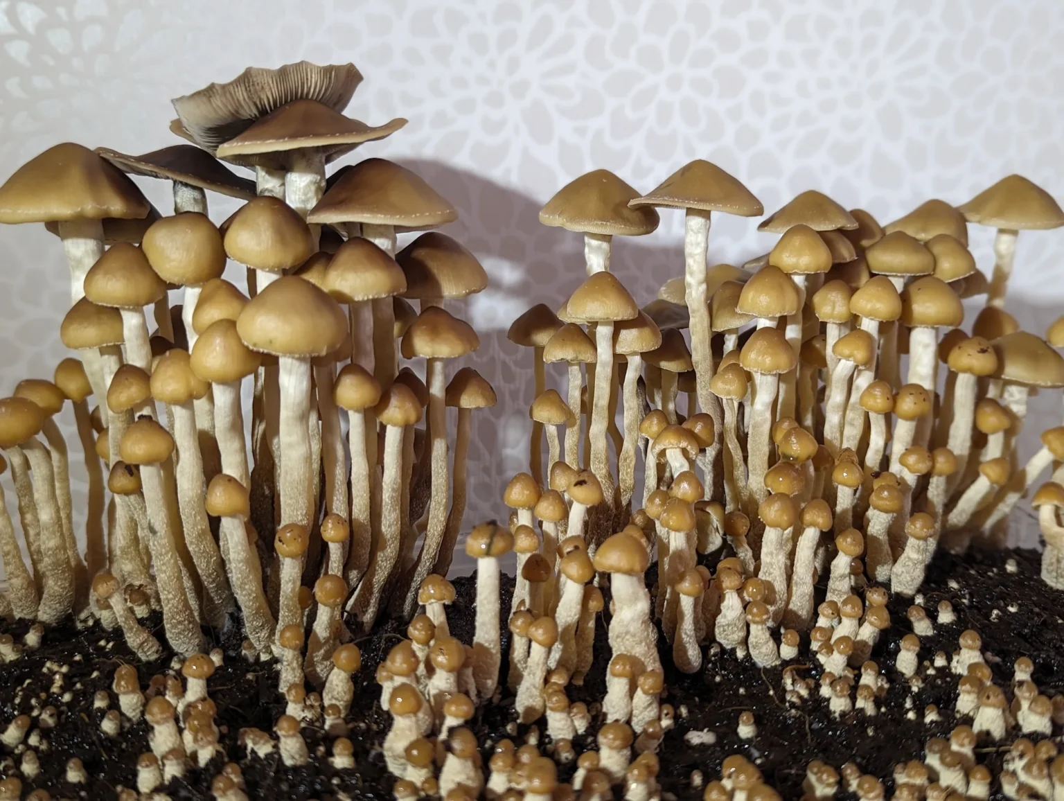 A cluster of small brown mushrooms, identified as Psilocybe Zapotecorum, grows closely together on dark soil, with thin stems and rounded caps. The background features a light patterned surface.