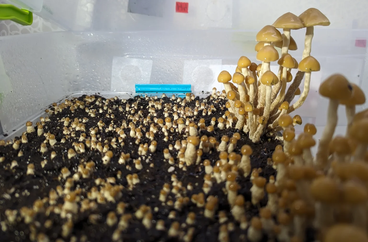 A dense pin set of Psiolocybe Zapotecorum mushrooms in a monotub set up.