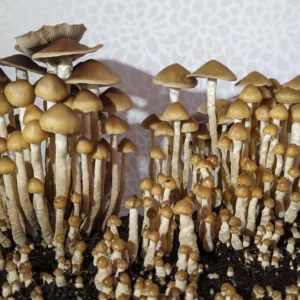 A cluster of small brown mushrooms, identified as Psilocybe Zapotecorum, grows closely together on dark soil, with thin stems and rounded caps. The background features a light patterned surface.