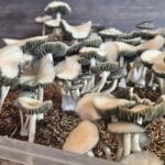 A cluster of Panaeolus cyanescens mushrooms with dark gills and light caps grow in a soil-filled container. They are closely packed, some caps fully open while others are partially. The background is a blurred dark surface.