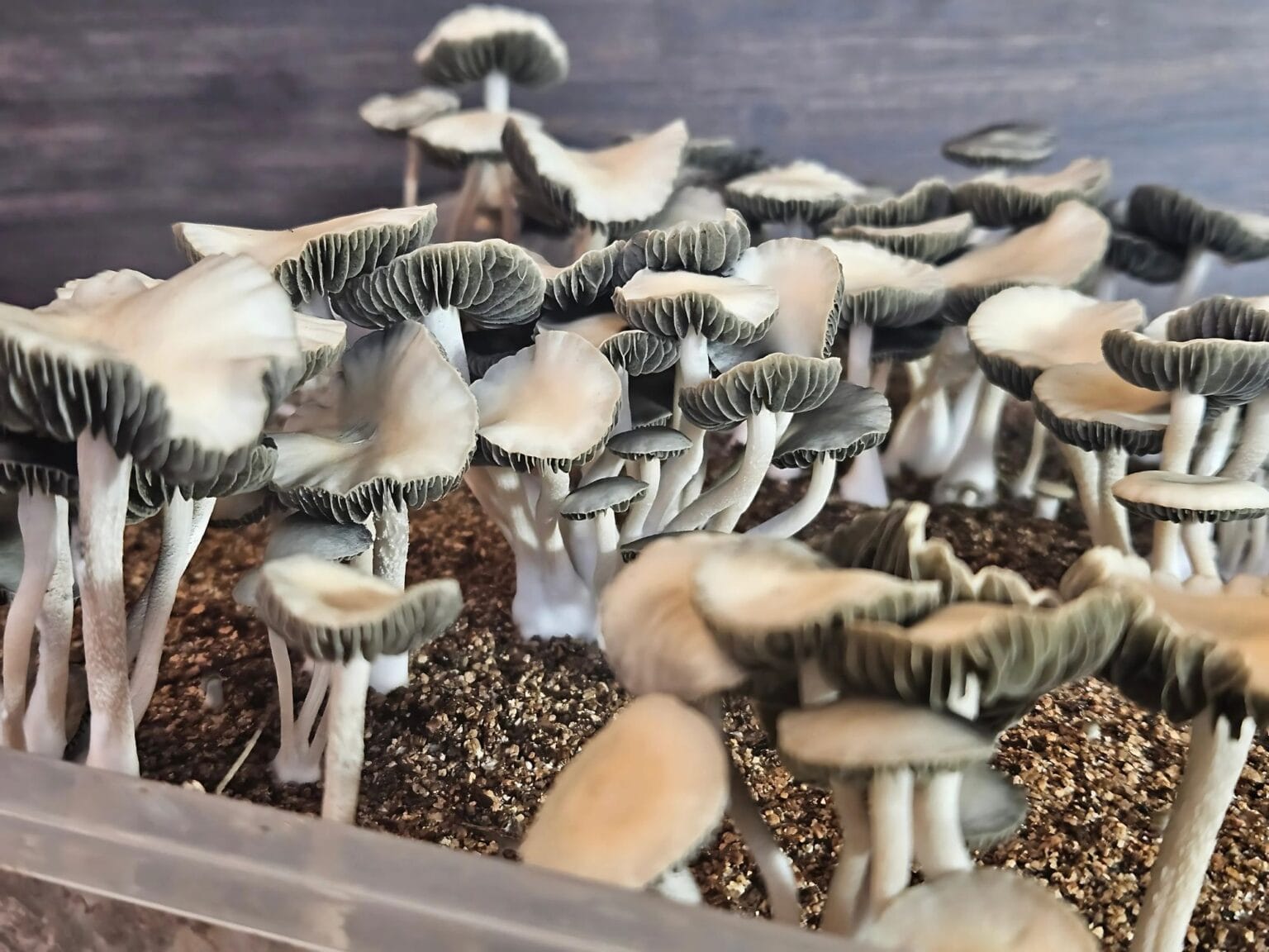 A cluster of Panaeolus cyanescens mushrooms with dark gills and light caps grow in a soil-filled container. They are closely packed, some caps fully open while others are partially. The background is a blurred dark surface.