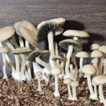 A cluster of white mushrooms with thin stems and round caps thrives in a container filled with soil. These delicate Texas Titans stand against a dark background, showcasing their intricate textures and varying sizes.