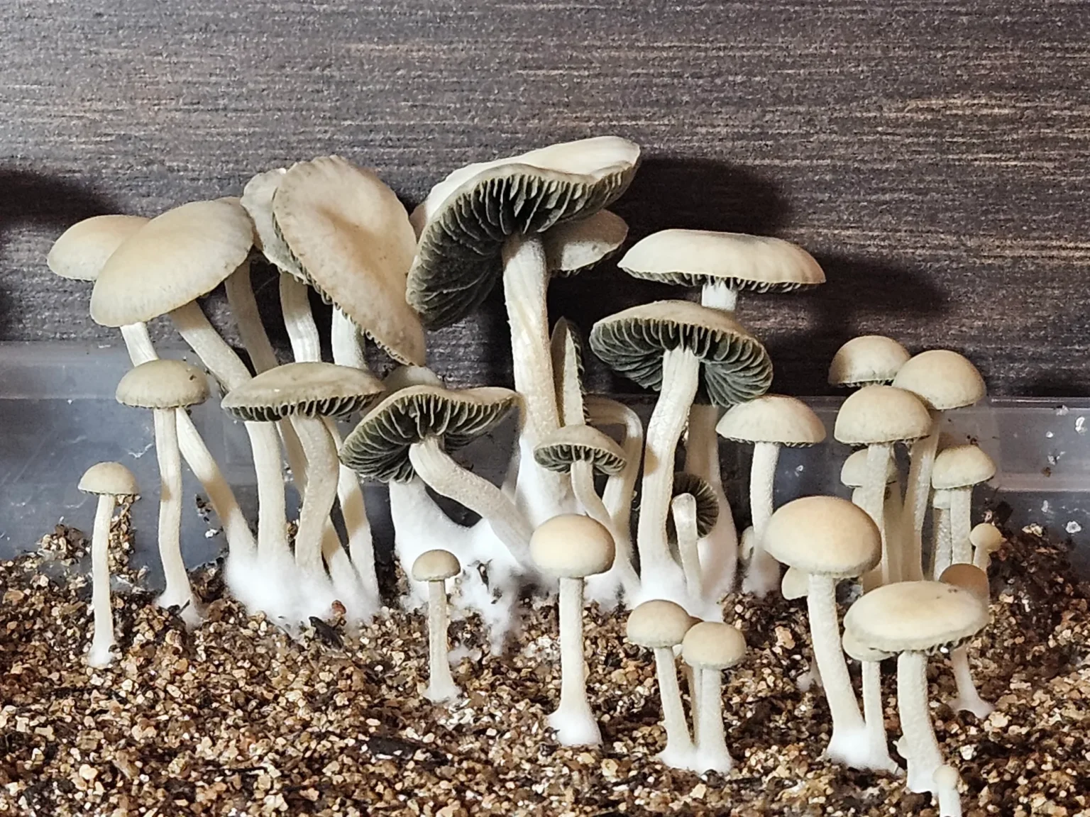 A cluster of white mushrooms with thin stems and round caps thrives in a container filled with soil. These delicate Texas Titans stand against a dark background, showcasing their intricate textures and varying sizes.