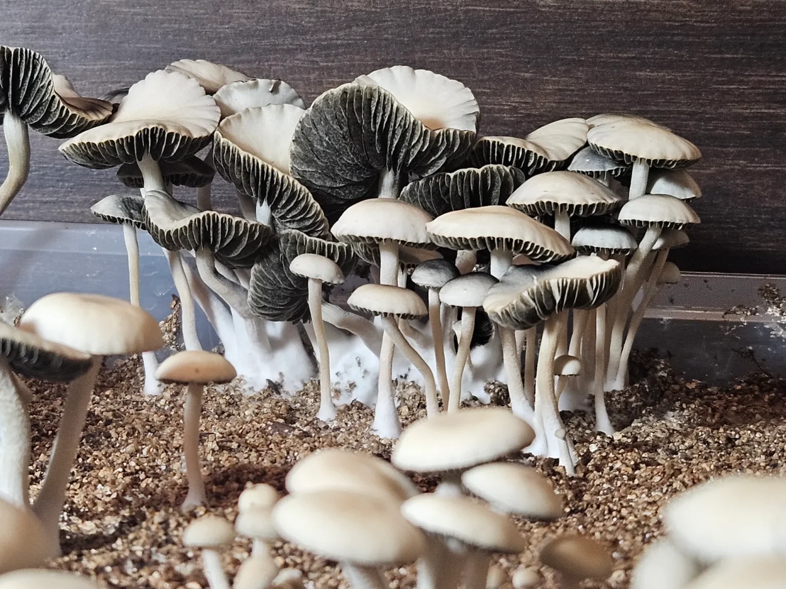 A cluster of small, delicate panaeolus cyanecens mushrooms with light caps and dark gills grows from a substrate. The mushrooms are densely packed, with some taller than others, forming a natural, organic pattern against a wooden background.