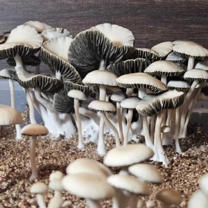 A cluster of small, delicate panaeolus cyanecens mushrooms with light caps and dark gills grows from a substrate. The mushrooms are densely packed, with some taller than others, forming a natural, organic pattern against a wooden background.