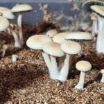 Small cluster of Texas Titans Panaeolus cyanescens pins. The caps are smooth and slightly rounded, with stems both upright and leaning. A plastic container edge peeks into the scene.