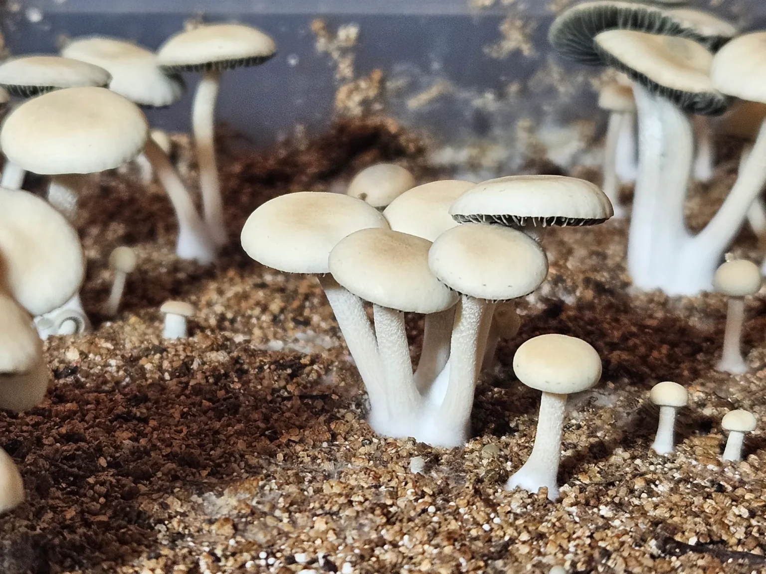 Small cluster of Texas Titans Panaeolus cyanescens pins. The caps are smooth and slightly rounded, with stems both upright and leaning. A plastic container edge peeks into the scene.