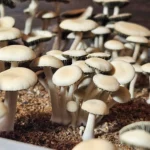 A cluster of Panaeolus cyanescens with dark gills grows closely together on a sandy surface. The small white mushrooms have round, slightly convex caps, creating a dense and textured appearance.