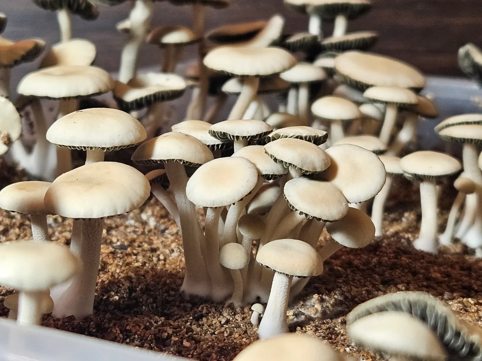 A cluster of Panaeolus cyanescens with dark gills grows closely together on a sandy surface. The small white mushrooms have round, slightly convex caps, creating a dense and textured appearance.