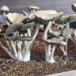 Close-up of a cluster of Texas Titans, with white stems and dark, ruffled caps growing in soil. The image captures the intricate textures and natural arrangement typical of panaeolus cyanescens mushrooms.