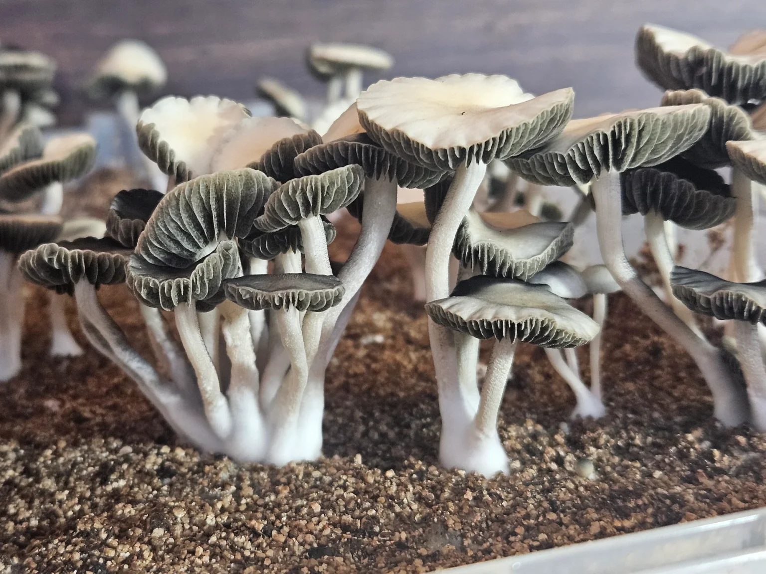 Close-up of a cluster of Texas Titans, with white stems and dark, ruffled caps growing in soil. The image captures the intricate textures and natural arrangement typical of panaeolus cyanescens mushrooms.