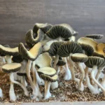 A close-up of several small Texas Titans mushrooms with dark caps and light gills growing in soil. These Panaeolus cyanescens, have long, slender stems and are clustered together in a natural setting against a neutral background.