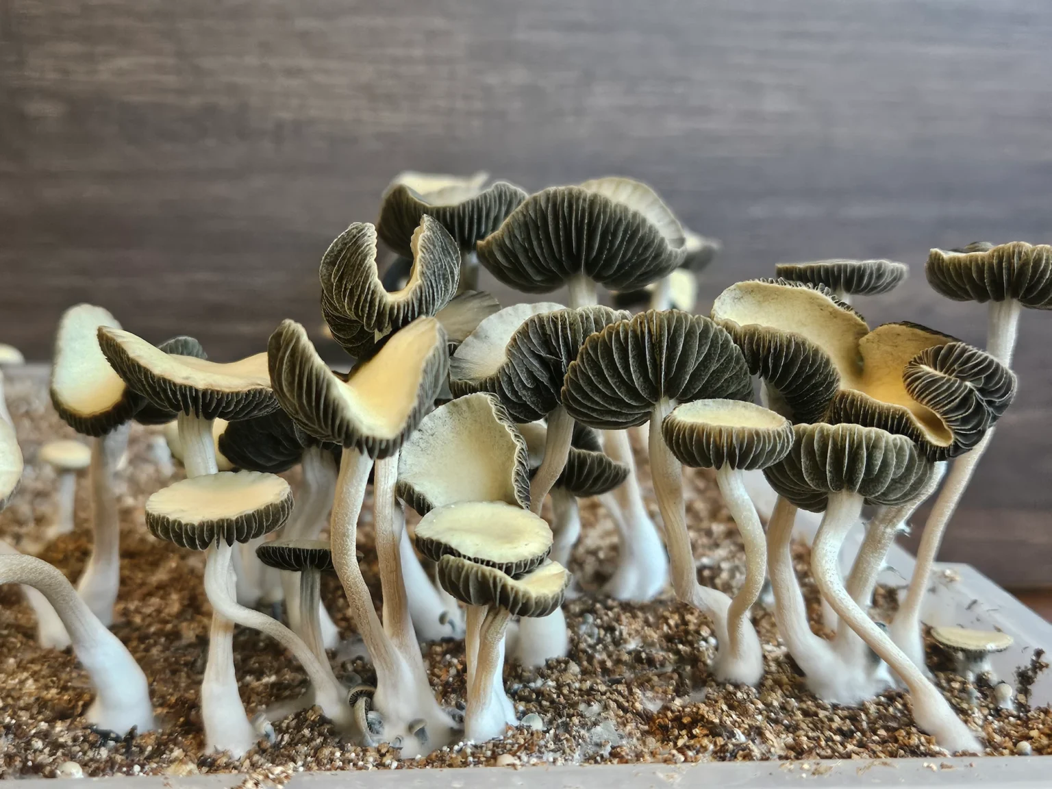 A close-up of several small Texas Titans mushrooms with dark caps and light gills growing in soil. These Panaeolus cyanescens, have long, slender stems and are clustered together in a natural setting against a neutral background.