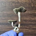 A gloved hand holds three Texas Titans mushrooms with slender white stems and dark, gilled caps. The background is a wooden surface with a rich grain pattern.
