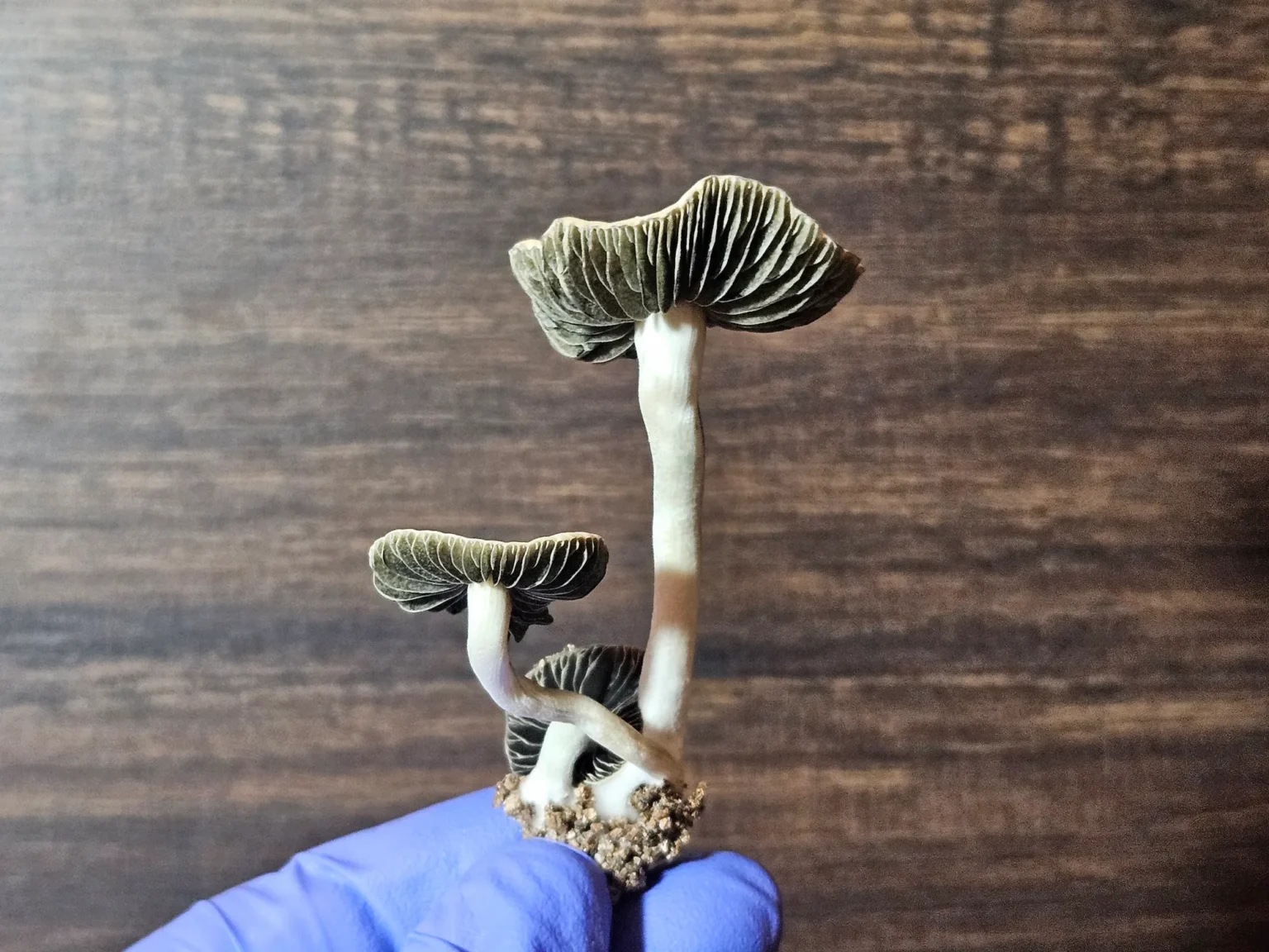 A gloved hand holds three Texas Titans mushrooms with slender white stems and dark, gilled caps. The background is a wooden surface with a rich grain pattern.
