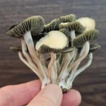A small cluster of Texas Titans mushrooms with thin, light stems and dark, wavy caps rests in a person's hand against a wooden background.