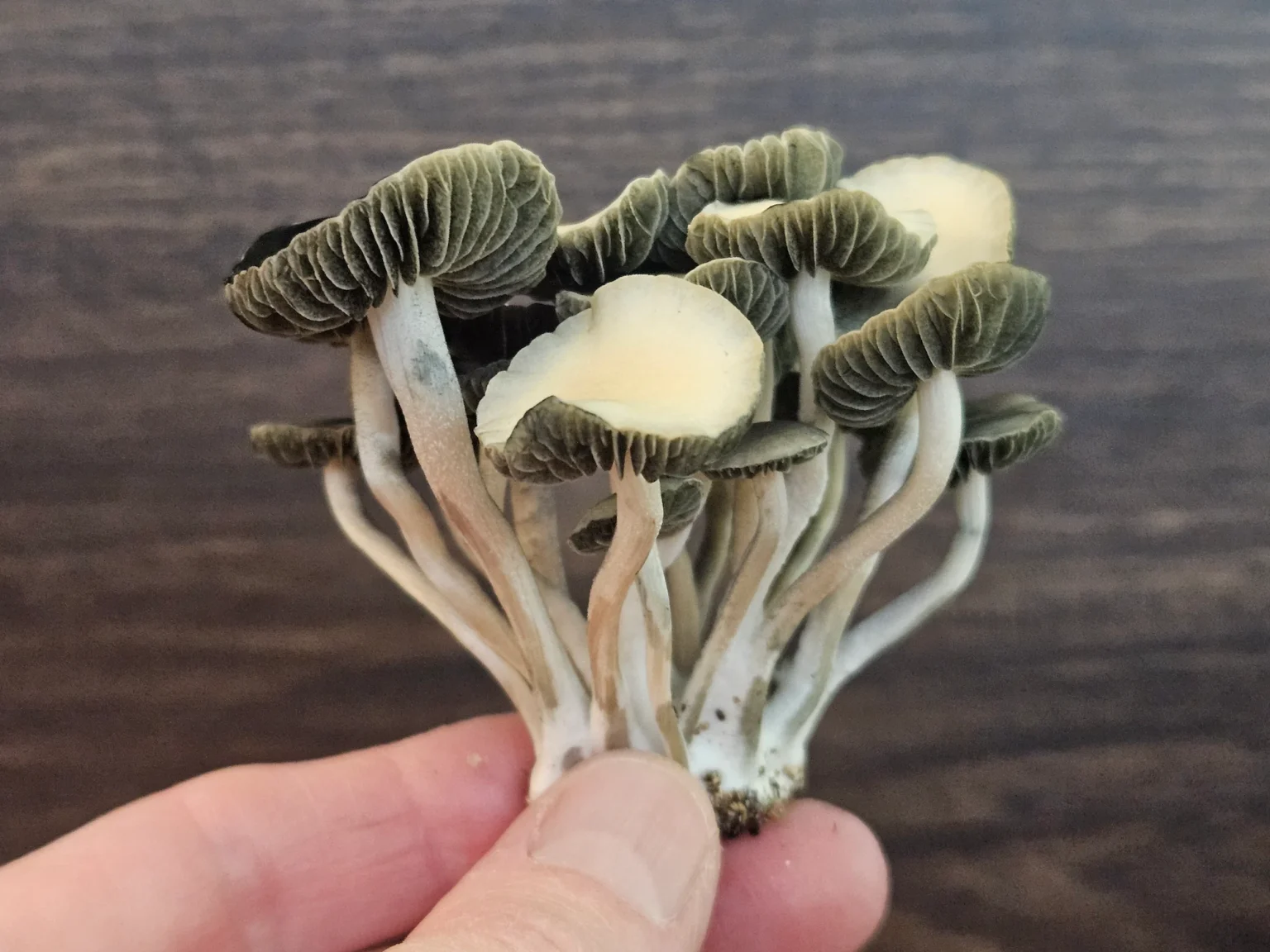 A small cluster of Texas Titans mushrooms with thin, light stems and dark, wavy caps rests in a person's hand against a wooden background.