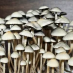 A cluster of small, thin-stemmed Alabama Bayou Magic Panaeolus cyanescens. Their light color and varied heights pop against the dark background.