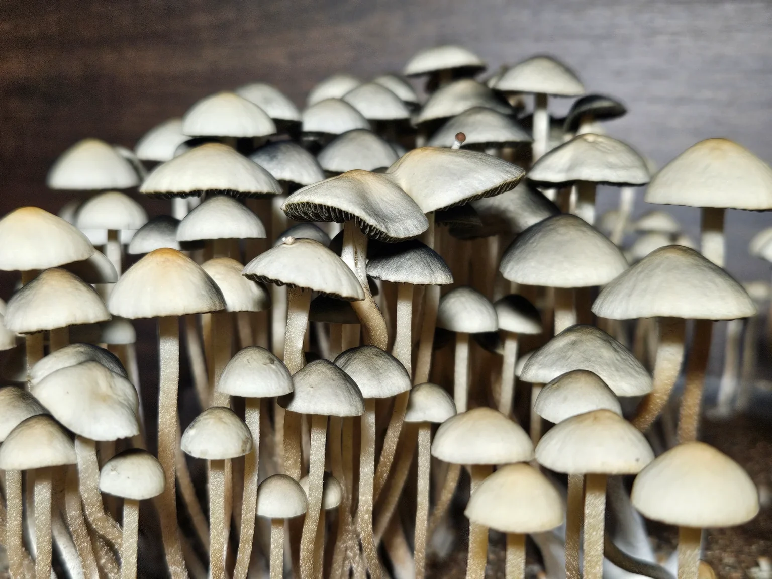 A cluster of small, thin-stemmed Alabama Bayou Magic Panaeolus cyanescens. Their light color and varied heights pop against the dark background.