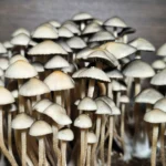 A cluster of light gray panaeolus cyanescens mushrooms with thin stems and caps huddled closely together, emerging from a dark soil base. The caps subtly vary in size, creating a dense, textured appearance against a blurred background.