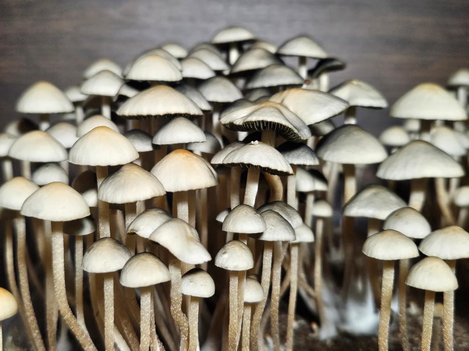 A cluster of light gray panaeolus cyanescens mushrooms with thin stems and caps huddled closely together, emerging from a dark soil base. The caps subtly vary in size, creating a dense, textured appearance against a blurred background.