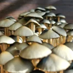 Close-up of a cluster of mushrooms with dark, smooth caps and slender stems, bathed in soft natural sunlight. The light accentuates the varied shades on the caps, creating a serene and magical scene reminiscent of an enchanting bayou.