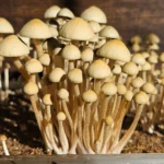 A dense cluster of Alabama Bayou Magic mushrooms grows closely together on a bed of soil. The background is slightly blurred, emphasizing the panaeolus cyanescens mushrooms in the foreground.