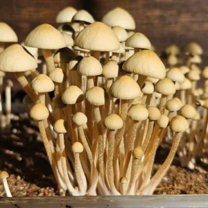 A dense cluster of Alabama Bayou Magic mushrooms grows closely together on a bed of soil. The background is slightly blurred, emphasizing the panaeolus cyanescens mushrooms in the foreground.