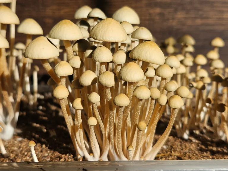 A beautiful cluster of golden brown, Alabama Bayou Magic Panaeolus cyanescens mushrooms grows closely together in soil against a blurred dark wooden background.