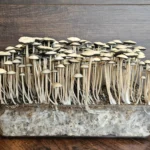 A dense cluster of tall, thin mushrooms with small white caps is growing in a transparent container. The container reveals visible roots and soil, set against a wooden background.