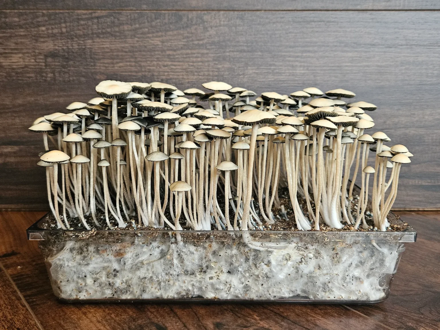 A dense cluster of tall, thin mushrooms with small white caps is growing in a transparent container. The container reveals visible roots and soil, set against a wooden background.