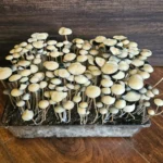 A clear plastic container filled with densely packed, Alabama Bayou Magic Panaeolus cyanescens mushrooms growing from dark soil, set on a wooden surface with a wooden backdrop.