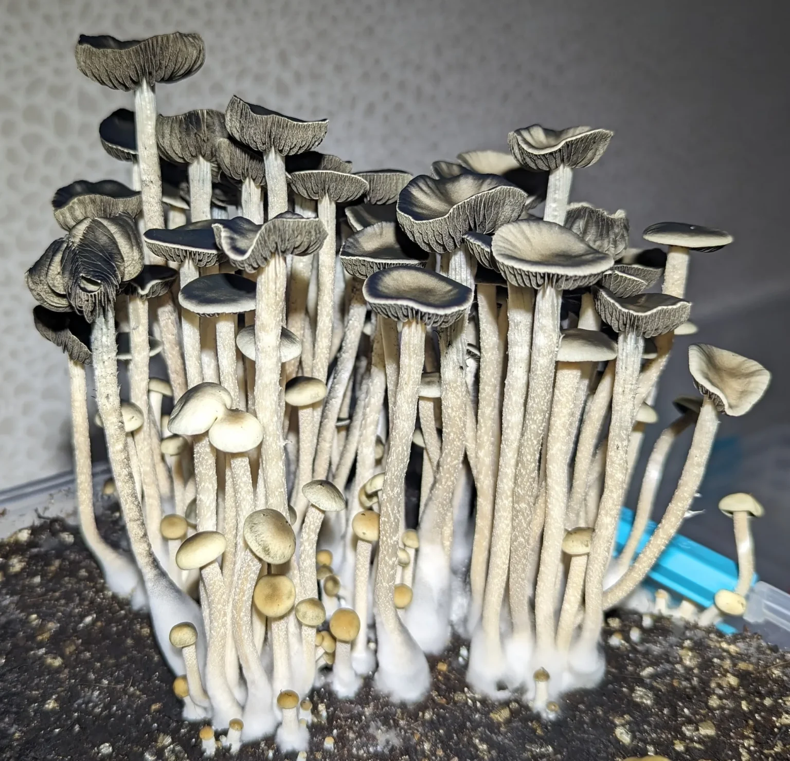 A cluster of tall, thin mushrooms with black, flat caps and slender white stems thrives in a container. These mushrooms contrast beautifully against the dark soil and neutral, textured background.