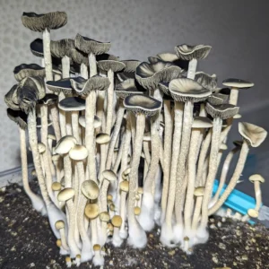 A cluster of tall, thin mushrooms with black, flat caps and slender white stems thrives in a container. These mushrooms contrast beautifully against the dark soil and neutral, textured background.