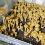 A large cluster of Tres Soles Subtropicalis grows densely in a plastic container filled with substrate. The yellow-brown mushrooms have long stems and rounded caps, with one towering slightly above the rest.