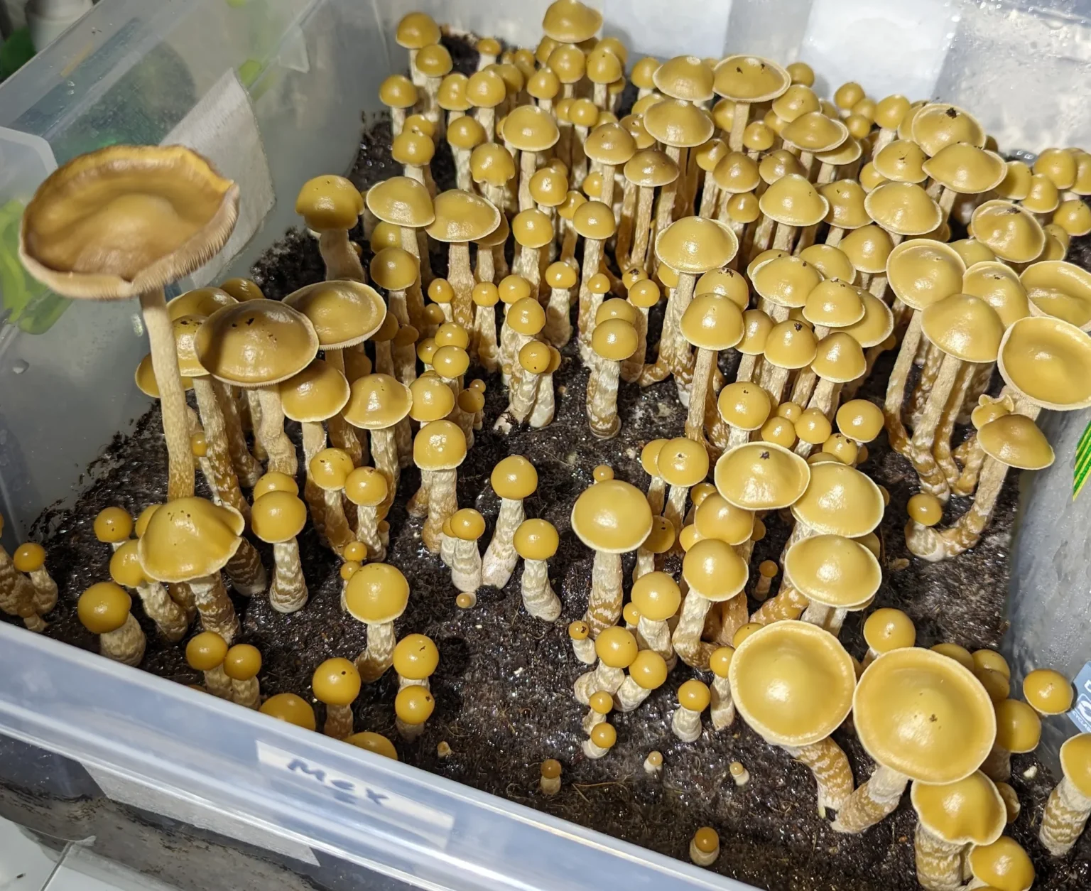 A large cluster of Tres Soles Subtropicalis grows densely in a plastic container filled with substrate. The yellow-brown mushrooms have long stems and rounded caps, with one towering slightly above the rest.