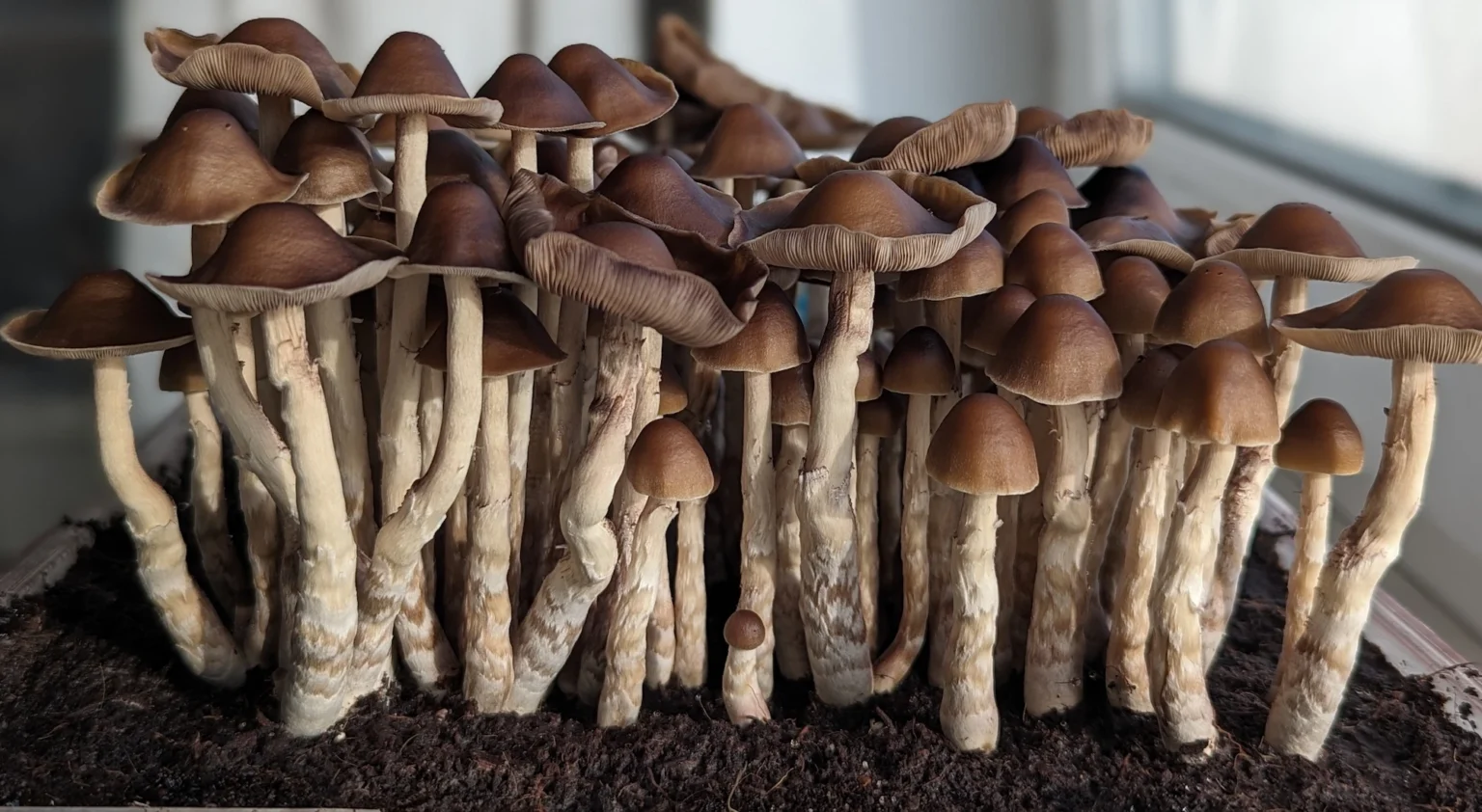 A dense cluster of Tres Soles Subtropicalis mushrooms with slender stems and rounded caps grows closely together on dark soil, bathed in soft indoor lighting.