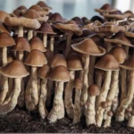 A dense cluster of Tres Soles Subtropicalis, with brown caps and slender stems grows closely together on a patch of soil. The caps are smooth and vary slightly in shades, creating a cohesive, natural arrangement.