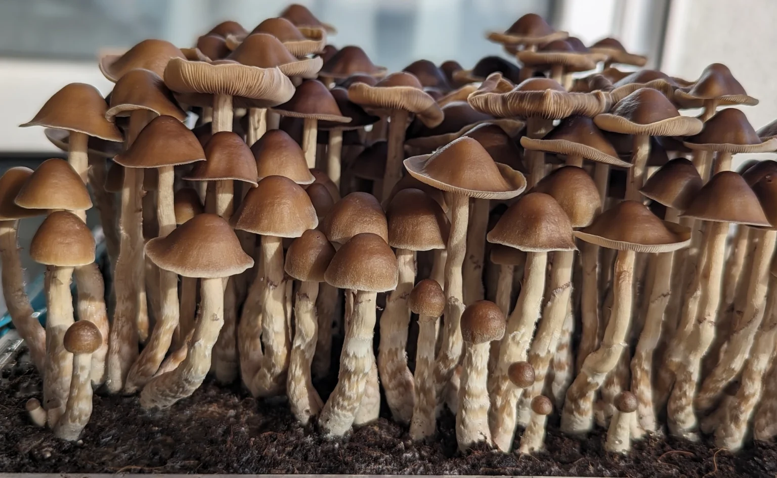 A dense cluster of Tres Soles Subtropicalis, with brown caps and slender stems grows closely together on a patch of soil. The caps are smooth and vary slightly in shades, creating a cohesive, natural arrangement.