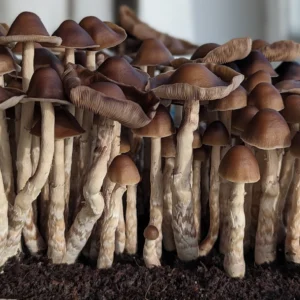 A dense cluster of Tres Soles Subtropicalis mushrooms with slender stems and rounded caps grows closely together on dark soil, bathed in soft indoor lighting.