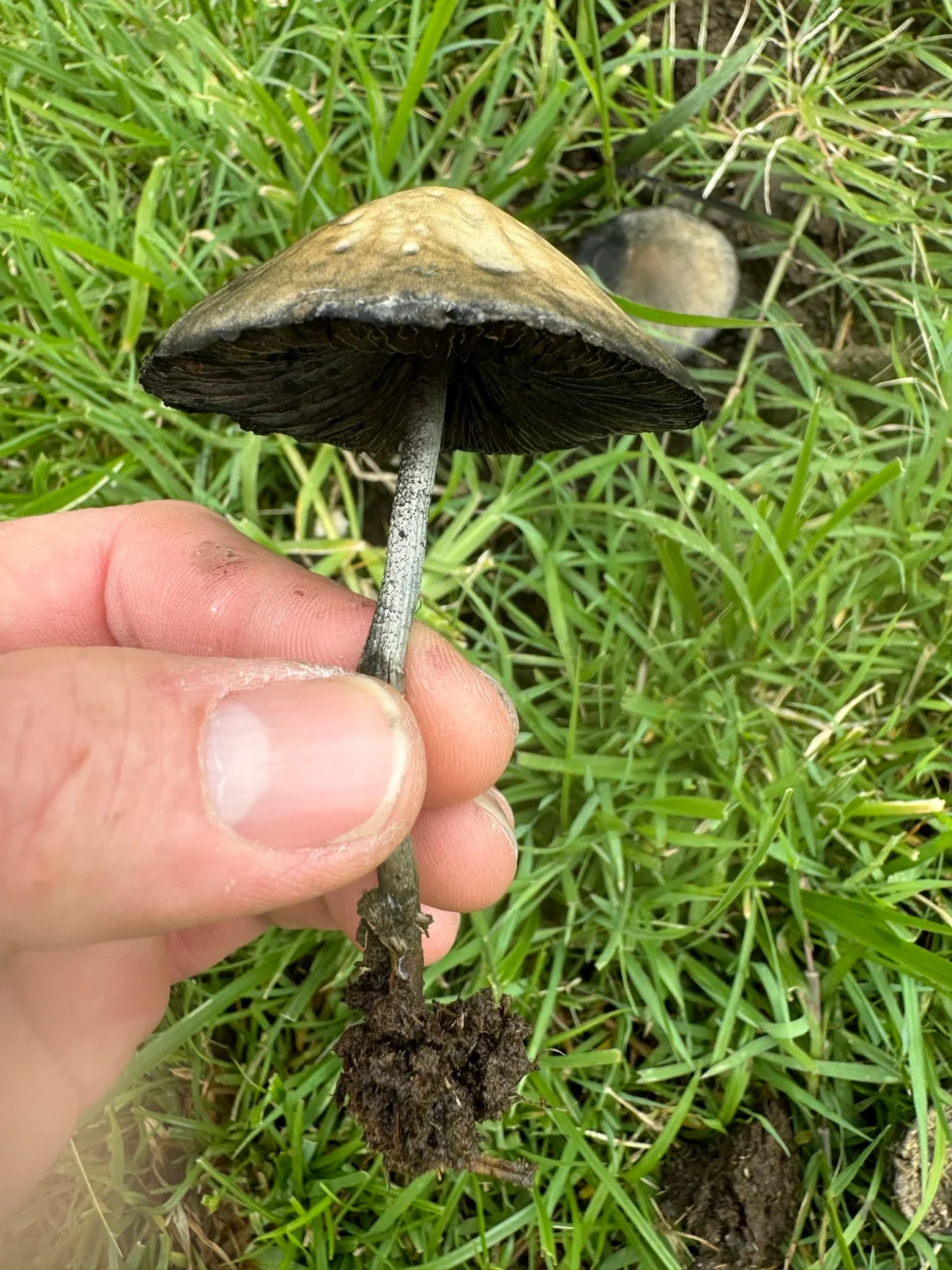 A hand holding a Panaeolus cyanescens Snake Gully mushroom with a large dark cap and slender stem, freshly picked from the grass. Found in South Queensland, Australia, this pan cyan stands out against the background of green grass with another similar mushroom slightly blurred.