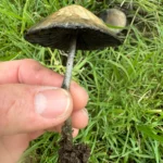 A hand holding a Panaeolus cyanescens Snake Gully mushroom with a large dark cap and slender stem, freshly picked from the grass. Found in South Queensland, Australia, this pan cyan stands out against the background of green grass with another similar mushroom slightly blurred.